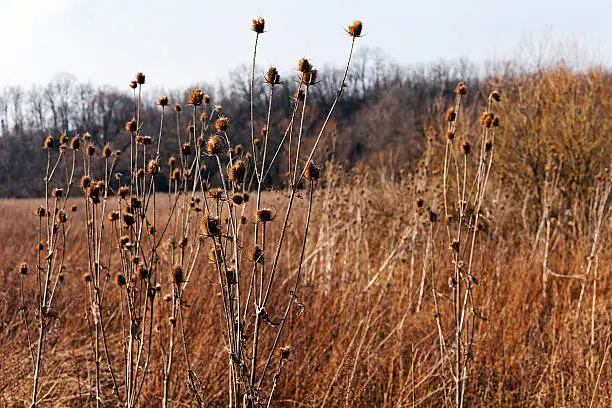 dried grass  in autumn, note shallow depth of field