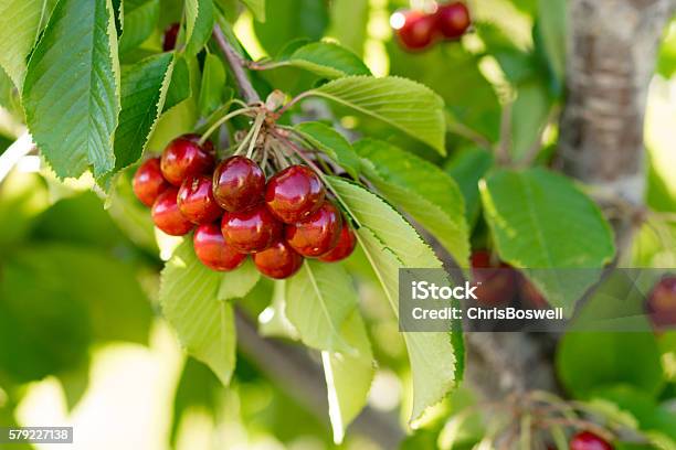 Bauernhof Frische Kirschen Süße Frucht Rein Kirschbaum Bauernhof Landwirtschaft Stockfoto und mehr Bilder von Baum