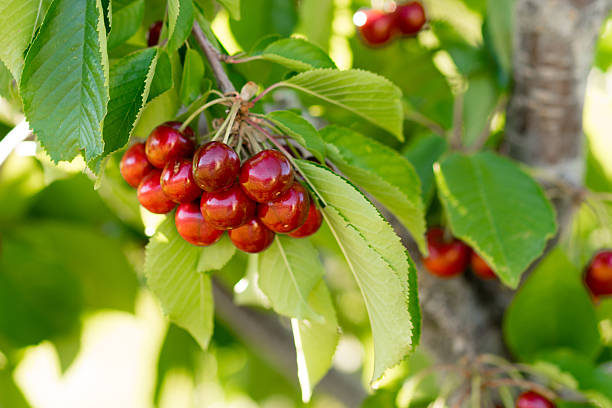 farm fresh wiśnie słodkie owoce vine cherry tree farm rolnictwo - cherry cherry tree tree fruit zdjęcia i obrazy z banku zdjęć