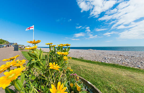 istock Yellow Flowers Budleigh Salterton in Devon 579227648