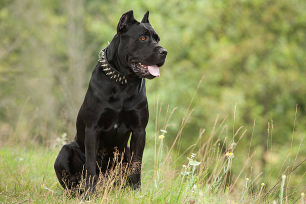 The black dog Black dog on the background of a green trees and grass. Breed Cane Corso. cane corso stock pictures, royalty-free photos & images