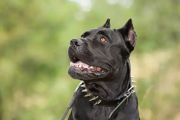 Black dog on the background of a green trees and grass. Breed Cane Corso.