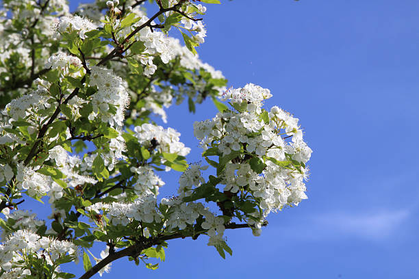 fleurs de cerisier et ciel bleu - cherrywood photos et images de collection