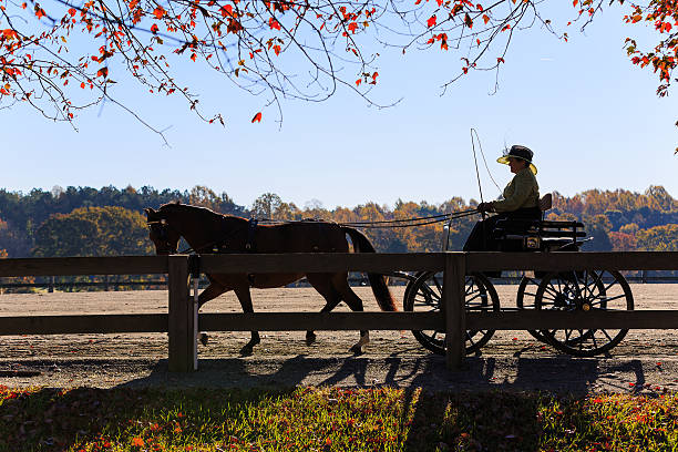 Rider driving carriages in vintage attire during riding competition and show. Held annually in Virginia by the James River Driving Association. Fall scenery is background.Horse and carriage in morning hours riding at farm in Va. during fall. Rider is in period dress, and horse is dark brown and black.