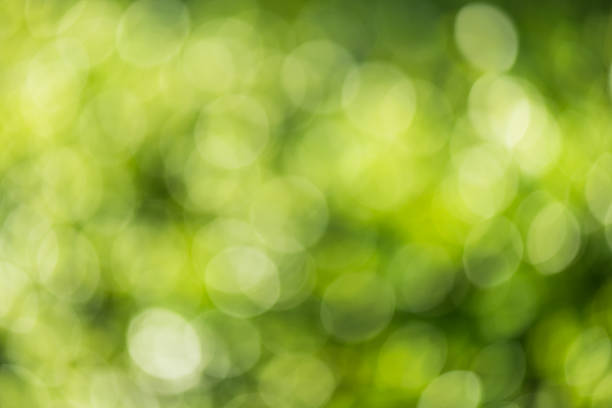 istock Green nature blurry defocus for abstract 579228524