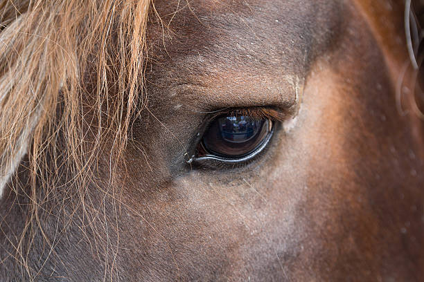istock Eye thoroughbred brown horse close up. Animals 579229636