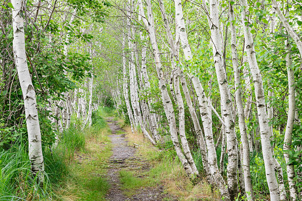Birch Trees stock photo
