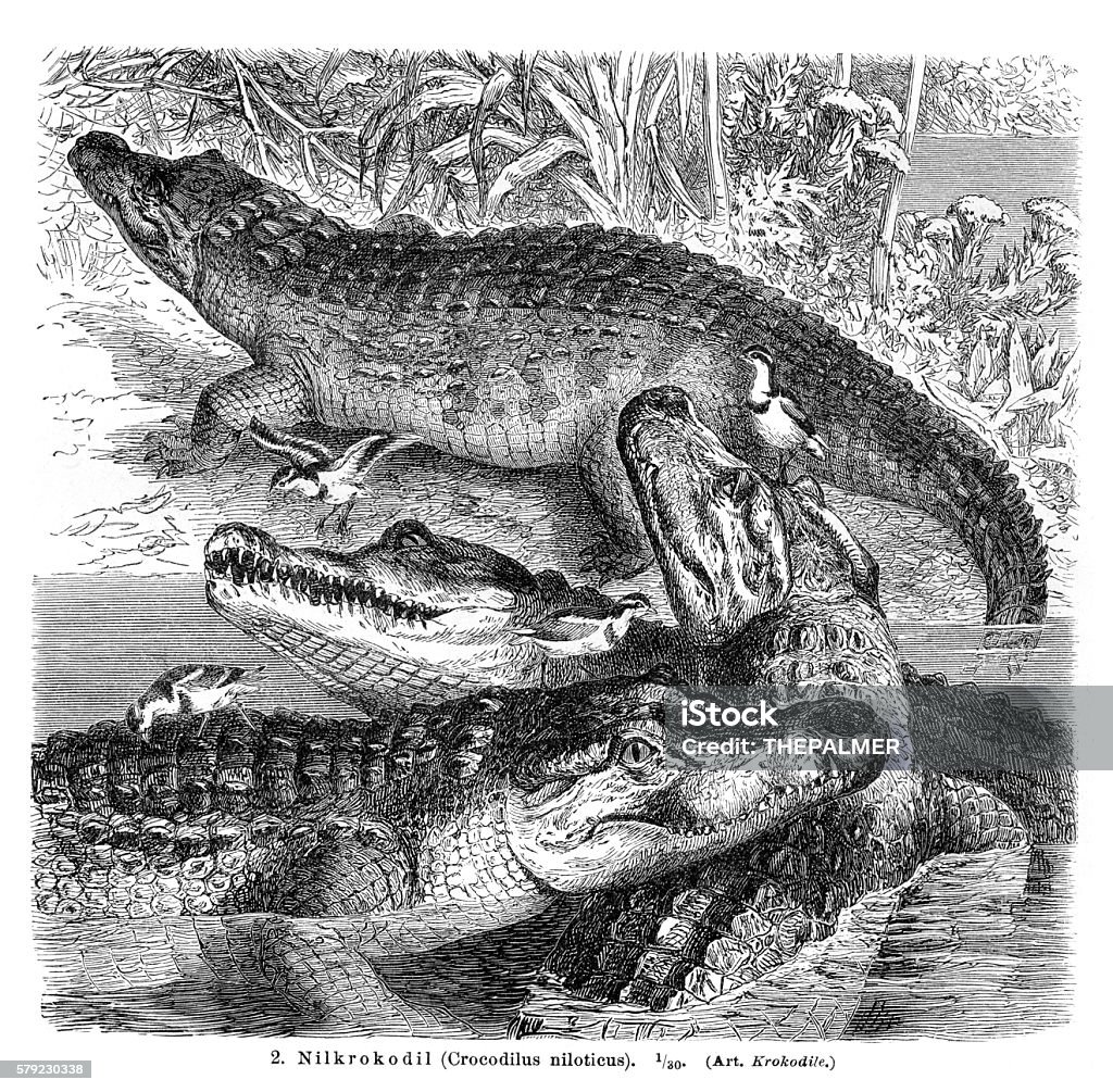 Nile Crocodile engraving 1896 Meyers Konversations-Lexikon. Alligator stock illustration