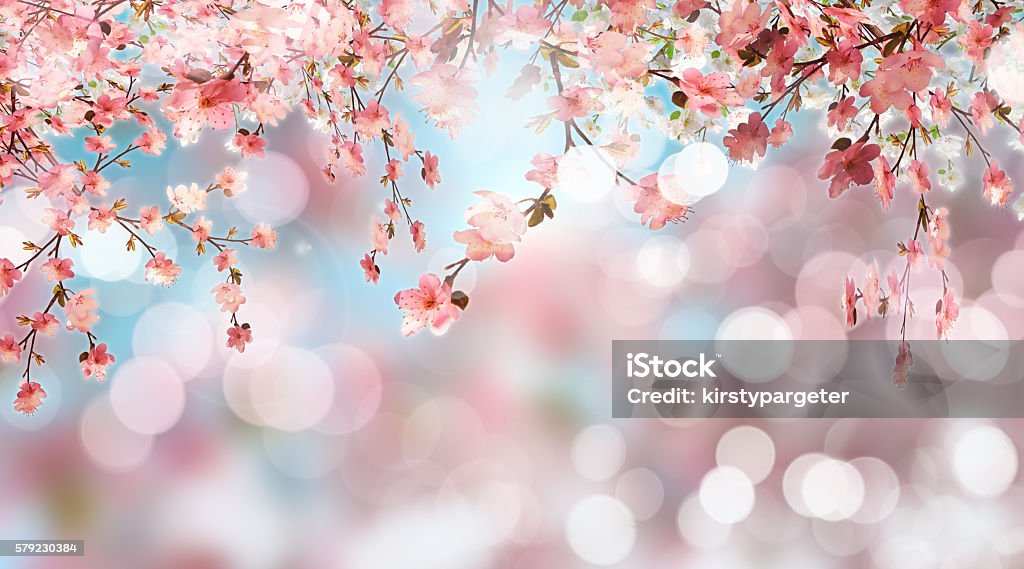 Fiore di ciliegio su sfondo defocussed - Foto stock royalty-free di Sfondi