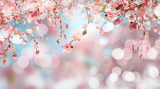 3D render of cherry blossom on a defocussed background