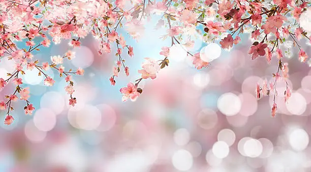 Photo of Cherry blossom on defocussed background