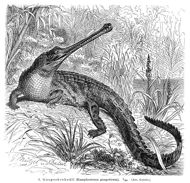 Gharial engraving 1896 Meyers Konversations-Lexikon. gavial stock illustrations