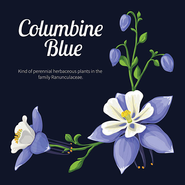 Solumbine blue Illustration of flower arrangement columbine stock illustrations
