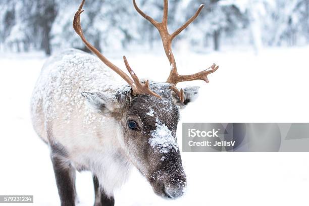 Süße Babyhirsche Stockfoto und mehr Bilder von Rentier - Rentier, Weihnachten, Schwedisch-Lappland