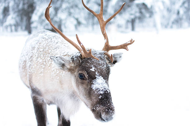 renne per bambini carine - snow nature sweden cold foto e immagini stock