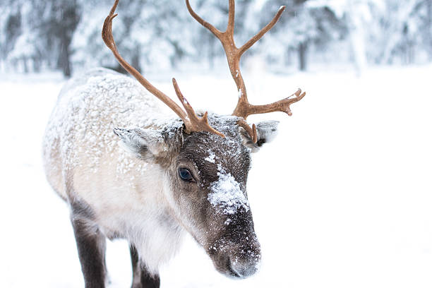 симпатичный ребенок оленей - snow nature sweden cold стоковые фото и изображения