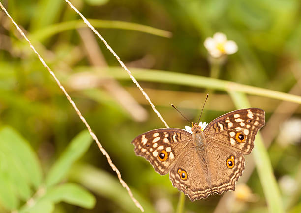 istock Lemon pansy butterfly collecting nectar from flower 579232210