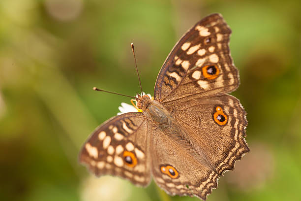 istock Lemon pansy butterfly collecting nectar from flower 579232306