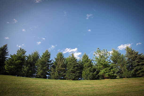 istock Wide angle view of evergreen trees on sunny day 579235750