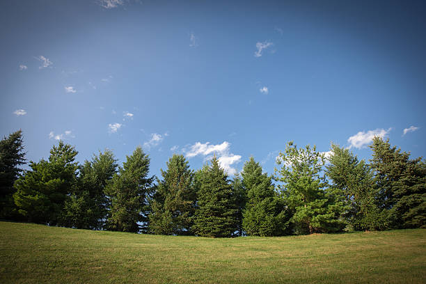 Wide angle view of evergreen trees on sunny day stock photo