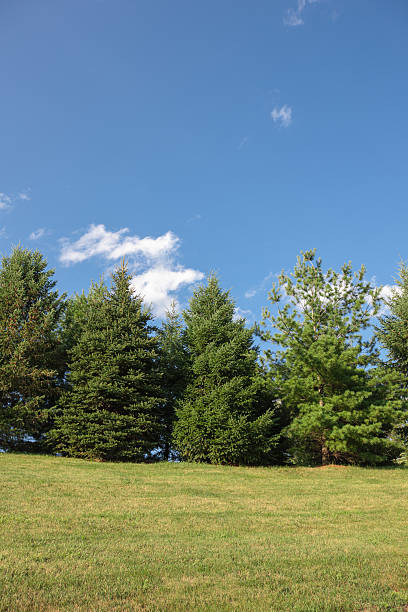 istock Wide angle view of evergreen trees on sunny day 579235864