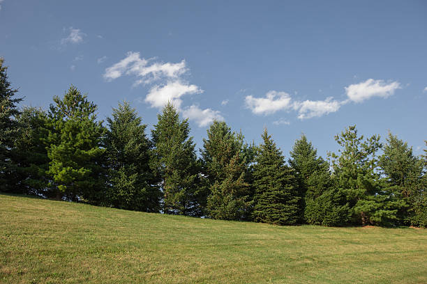 Wide angle view of evergreen trees on sunny day