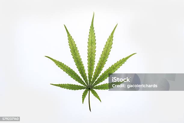 Hemp Sun Leaf Stock Photo - Download Image Now - Hemp, Leaf, Bud