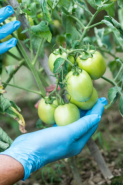 istock green tomato in the field 579237184