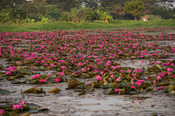 istock pink color fresh lotus flower blossom 579237190