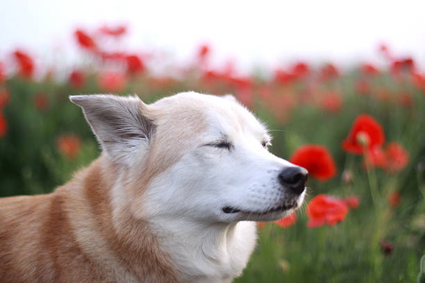 istock The dog and flowers 579237706