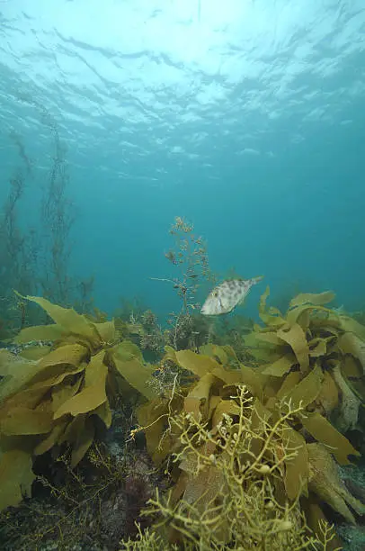 Leatherjacket Parika scaber among brown kelp and seaweeds.