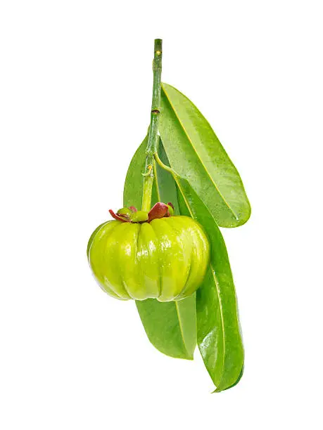 Photo of Garcinia cambogia fresh fruit, isolated on white. Fruit for diet