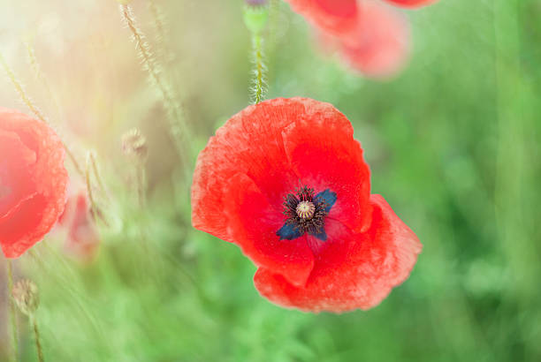 istock Bud of red poppies on a field 579239796