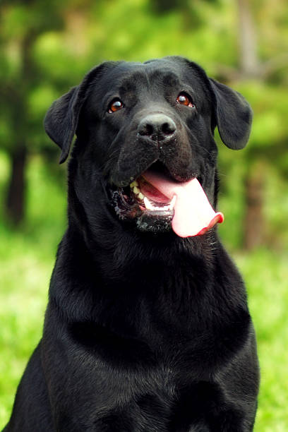 istock happy dog Labrador Retriever 579241268