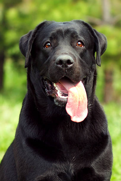 istock happy dog Labrador Retriever 579241322