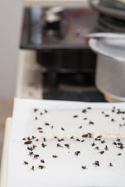 istock Flies caught on white sticky fly paper trap 579241850