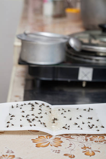 istock Flies caught on white sticky fly paper trap 579241886