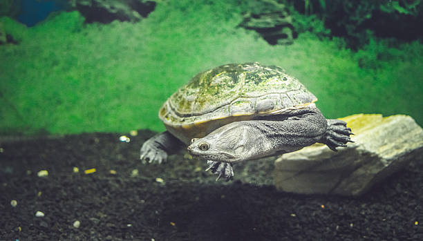 istock Nimble turtle in the aquarium 579241918