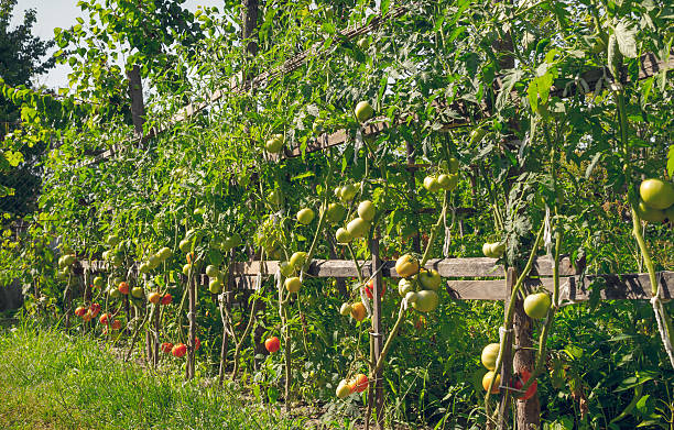 Health and proper nutrition. Rustic greenhouses for organic cultivation of organic vegetables. Beautiful rustic garden in the soft rays of the evening sun
