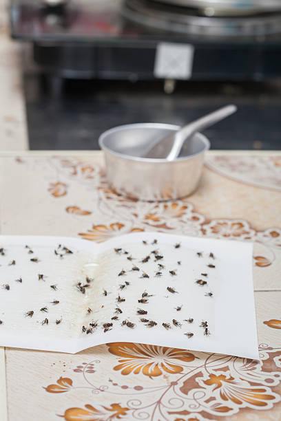 istock Flies caught on white sticky fly paper trap 579242122