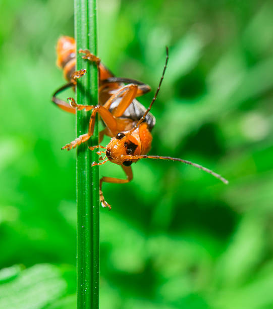 istock Macro of the orange black bug looking to the camera 579243768