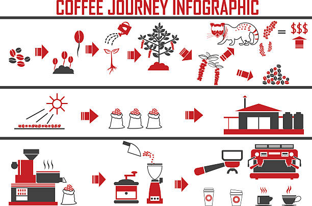 Bекторная иллюстрация Кофе Инфографика Плоский векторные иллюстрации. Приготовления кофе