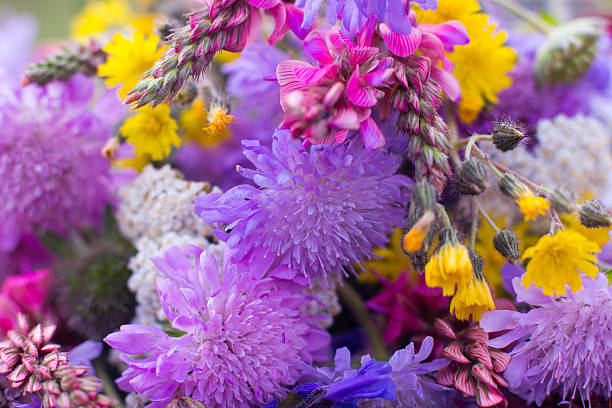 istock Colorful wildflowers bunch close-up, background 579244126