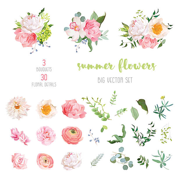 ilustrações, clipart, desenhos animados e ícones de ranunculus, rosa, peônia, dália, camélia, cravo, orquídea, coleção de vetores de hortênsia - hydrangea flower old fashioned retro revival