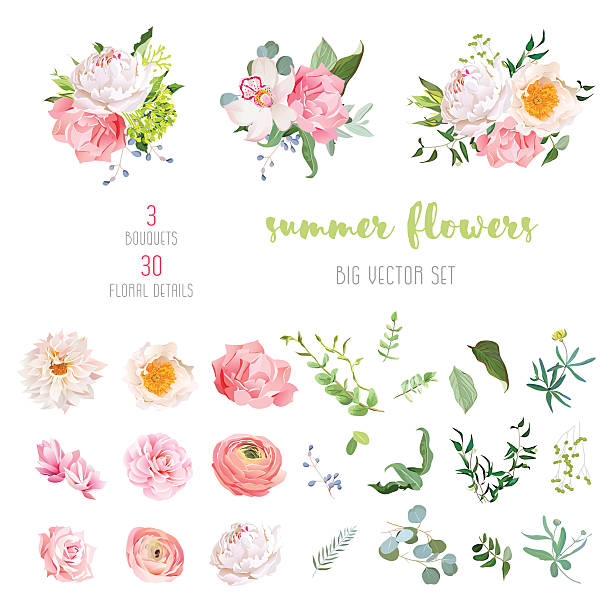 Ranunculus, rose, peony, dahlia, camellia, carnation, orchid, hydrangea vector collection Ranunculus, rose, peony, dahlia, camellia, carnation, orchid, hydrangea flowers and decorative plants big vector collection. All elements are isolated and editable. weed leafs clip art stock illustrations