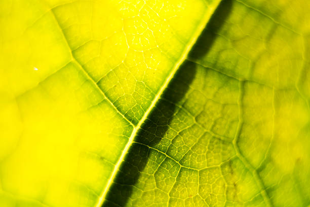 istock Macro view of leaf with vain and structure 579244770