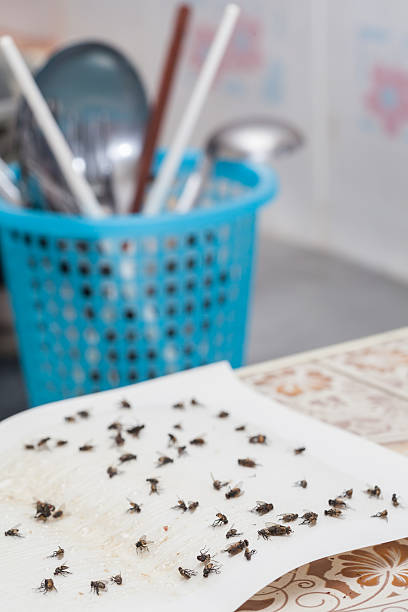 istock Flies caught on white sticky fly paper trap 579246576