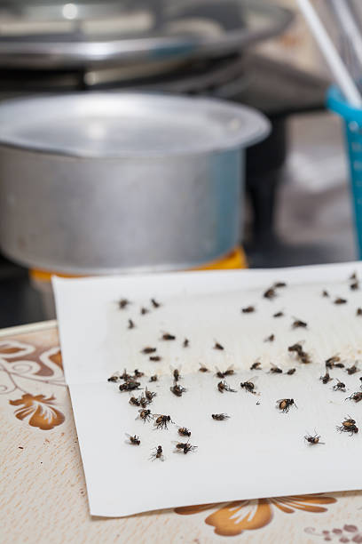 istock Flies caught on white sticky fly paper trap 579246612