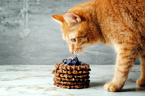 Cute Red Cat Smells Homemade Waffles with Lavender Sweets Topping. Selective Focus.
