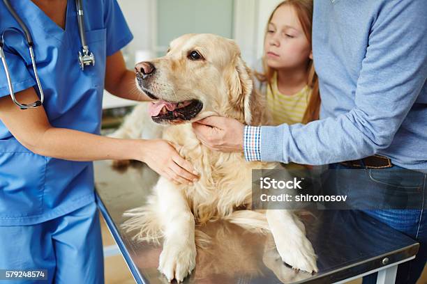 Photo libre de droit de Mignon Animaux De Compagnie banque d'images et plus d'images libres de droit de Vétérinaire - Vétérinaire, Chien, Clinique vétérinaire